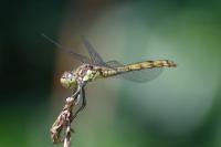 Sympetrum striolatum