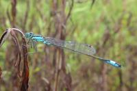 Ischnura elegans