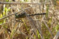 Onychogomphus forcipatus
