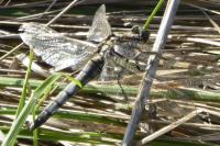 Orthetrum cancellatum