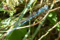 Erythromma lindenii