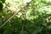 Chalcolestes viridis