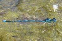 Erythromma lindenii