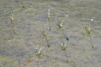 Erythromma lindenii