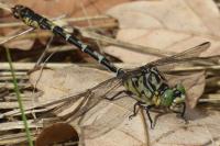Onychogomphus forcipatus