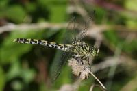 Onychogomphus forcipatus
