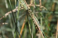 Onychogomphus forcipatus