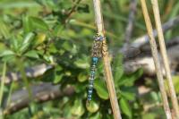Aeshna mixta