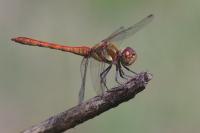 Sympetrum striolatum