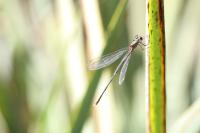 Chalcolestes viridis