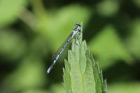 Platycnemis pennipes