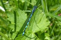 Coenagrion mercuriale