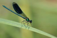 Calopteryx splendens