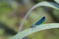 Calopteryx virgo