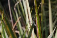 Chalcolestes viridis