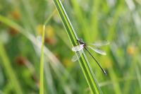 Lestes virens