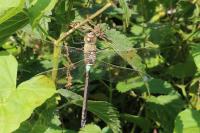 Anax parthenope