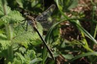 Gomphus pulchellus