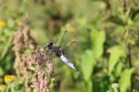 Libellula fulva