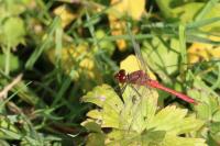 Sympetrum sanguineum
