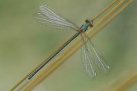 Chalcolestes viridis