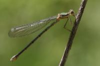 Chalcolestes viridis