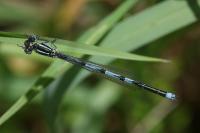 Erythromma lindenii