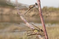 Chalcolestes viridis