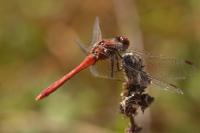 Sympetrum sanguineum