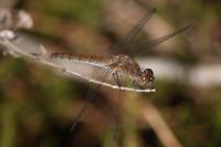 Sympetrum striolatum