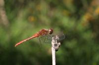 Sympetrum sanguineum