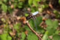Libellula depressa