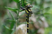 Cordulegaster boltonii