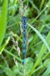 Coenagrion mercuriale