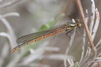 Pyrrhosoma nymphula