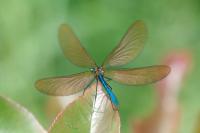 Calopteryx virgo