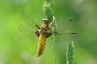Libellula depressa