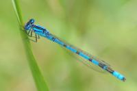 Enallagma cyathigerum