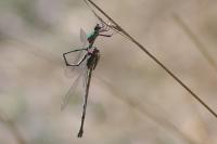 Chalcolestes viridis