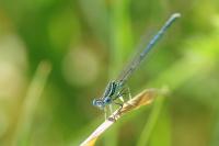 Platycnemis pennipes