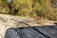 Sympetrum striolatum