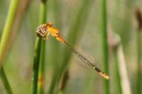 Ischnura pumilio