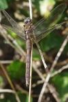 Orthetrum brunneum