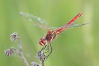 Sympetrum fonscolombii