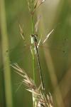 Lestes barbarus