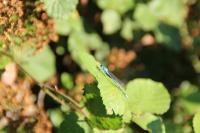 Coenagrion puella