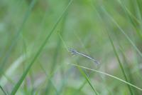 Platycnemis pennipes