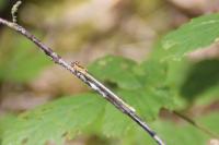 Platycnemis pennipes