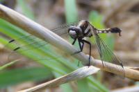 Orthetrum albistylum