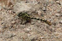 Onychogomphus forcipatus